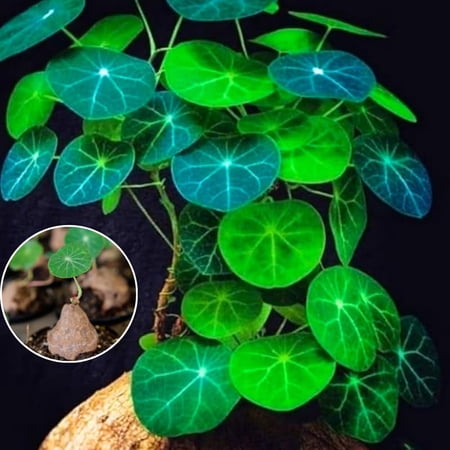 Stephania Cephalantha Live Plant, Rare Caudex Succulent, 2-2.5" Wide Caudex, Cold Hardy Houseplant for Indoor Decor