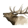 thumbnail image 2 of Popp, Grace 14x12 White Modern Wood Framed Museum Art Print Titled - Call of the Elk II, 2 of 4