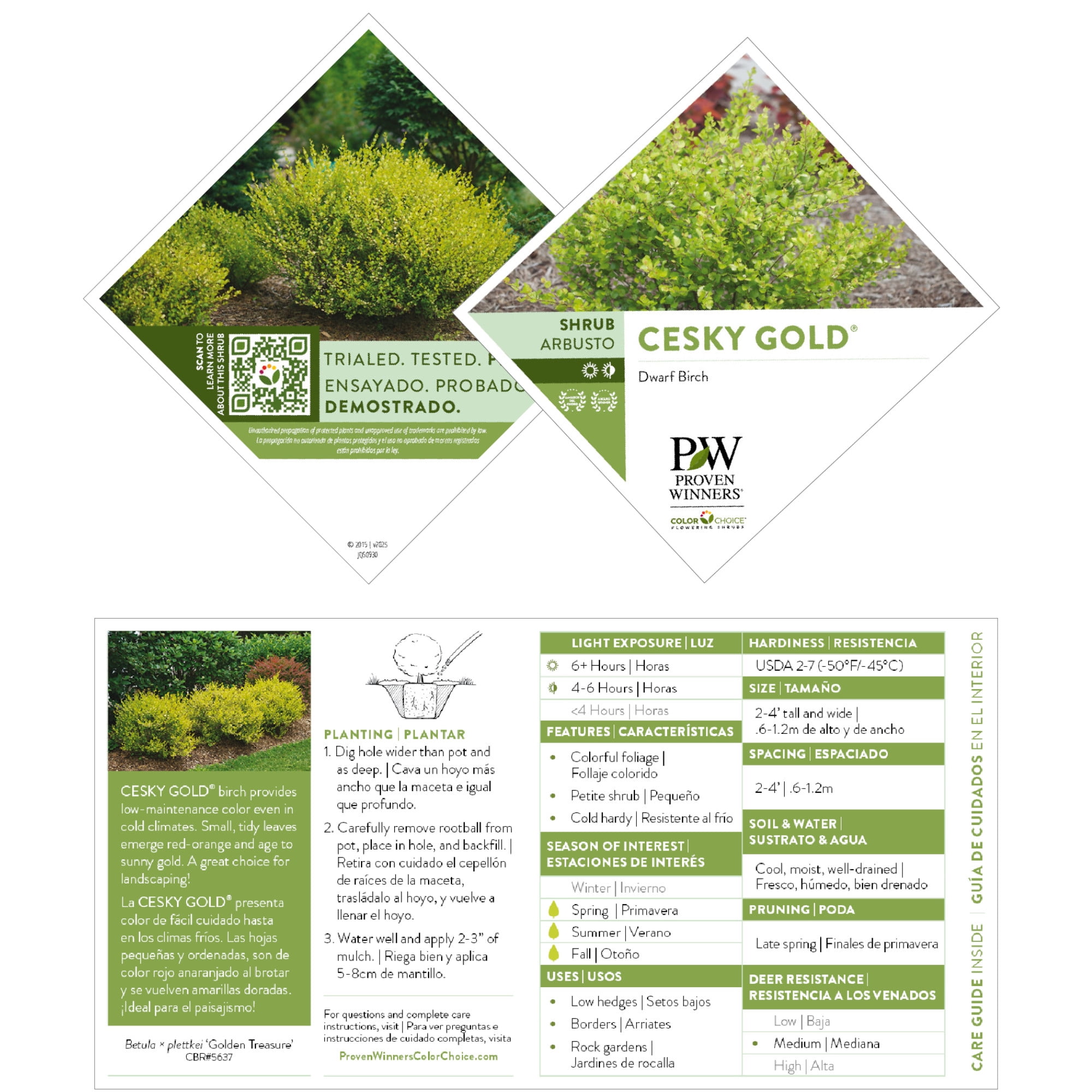 Proven Winners ColorChoice 5" Yellow Cesky Gold Dwarf Birch Live Plant in 4.5" Pot (4 Count)