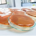 thumbnail image 4 of Sabouraud Dextrose Agar Plates - Evviva Sciences - Excellent for Cultivating Yeasts, Molds, & Other Fungus - 10 Prepoured SDA Petri Dishes - Great for Science Fair Projects!, 4 of 5
