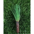 Longleaf Pine Tree Live Plants Pines Palustris Hardy Fast Growing