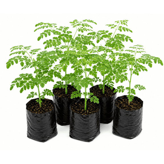 Moringa Plants Live (5 Pack) Moringa Tree with Free Moringa Seeds - Malunggay - Shobhanjana - Marango - Drumstick Tree - Moringa Oleifera Tree