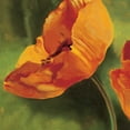 thumbnail image 2 of Viollet, Pierre 20x20 White Modern Wood Framed Museum Art Print Titled - Coquelicots dans le soleil I, 2 of 4
