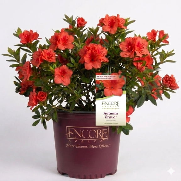 Encore Azalea Autumn Bravo (1 Gallon) Red Flowering Shrub - Full Sun Live Outdoor Plant