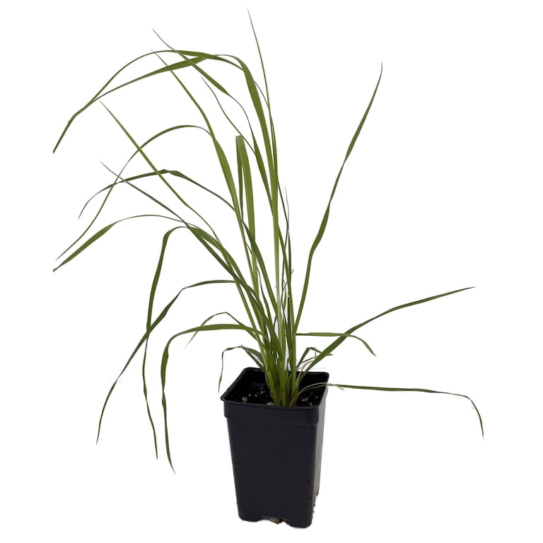 Outdoor Live Perennial - White Pampas Grass Plant (Cortaderia selloana) in  2.5"" Pot" - Walmart.com