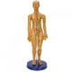 thumbnail image 3 of Modelo De Acupuntura Del Cuerpo Humano, Modelo De Acupuntura Corporal De Material De PVC Práctico, Enseñanza Para El Modelo De Masaje En El Hogar ANGGREK No, 3 of 7