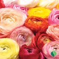 thumbnail image 3 of Ranunculus Mix, 3 of 8