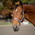 thumbnail image 3 of Equinavia Loki Adustable Breakaway Horse Halter, 3 of 5