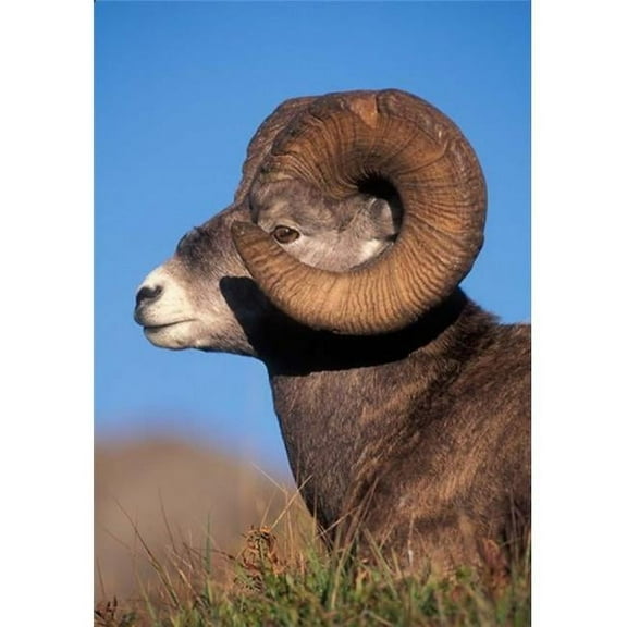 Bighorn Sheep Wildlife Jasper National Park Alberta Poster Print by Kevin Schafer - 18 x 26 in.