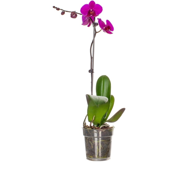Green Circle 5" Purple Phalaenopsis Orchid in Clear Grower Pot