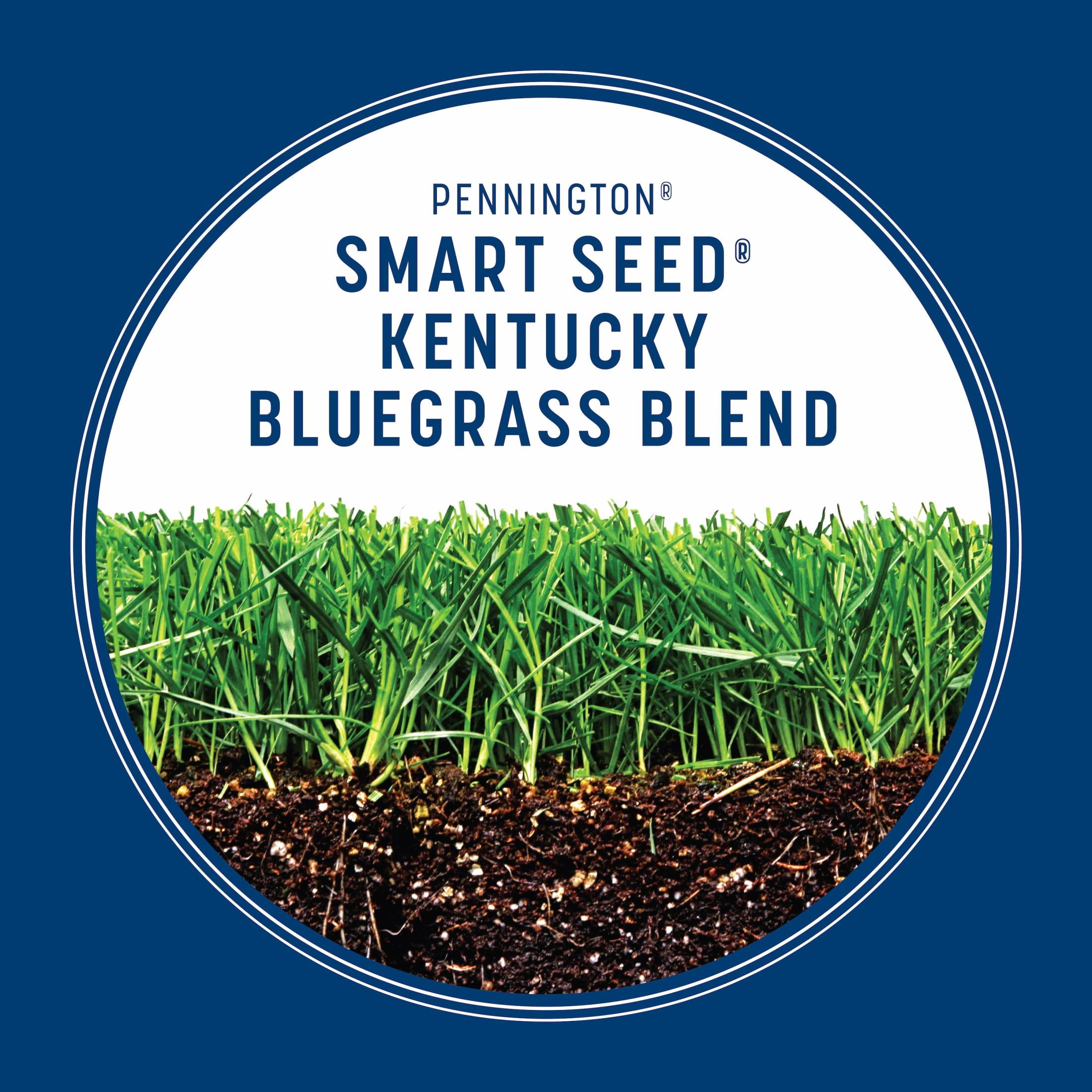 Pennington Smart Seed Kentucky Bluegrass Grass Seed Mix, for Sun to Partial Shade, 3 lb, 1 Pack, New
