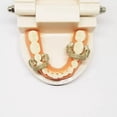 thumbnail image 2 of Kenally Abrazaderas de barrera de goma de resina para dientes molares Den-tal Da-m esterilizables en autoclave Clips Den-tal Da-m Material de laboratorio Grande para Molar, 2 of 6