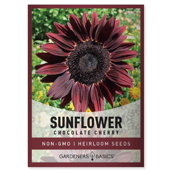 Chocolate Cherry Sunflower Seeds