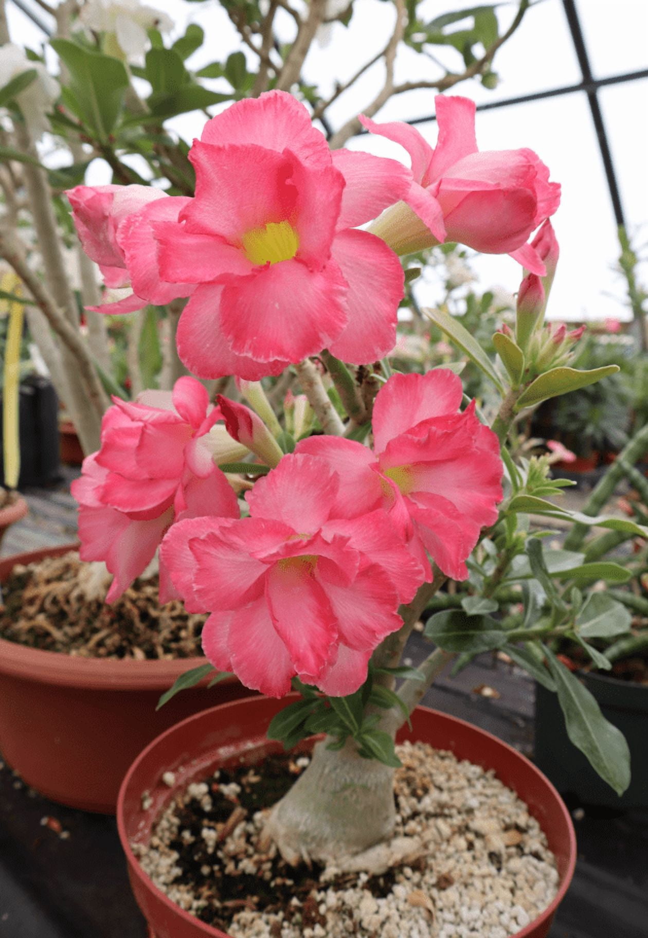 Pink Desert Rose Live Plant, Blooming Adenium Succulent for Indoor Outdoor Growing, 4–6 Inch Tall