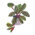 thumbnail image 2 of Wang, Melissa 26x32 White Modern Wood Framed Museum Art Print Titled - Prayer Plant II, 2 of 4