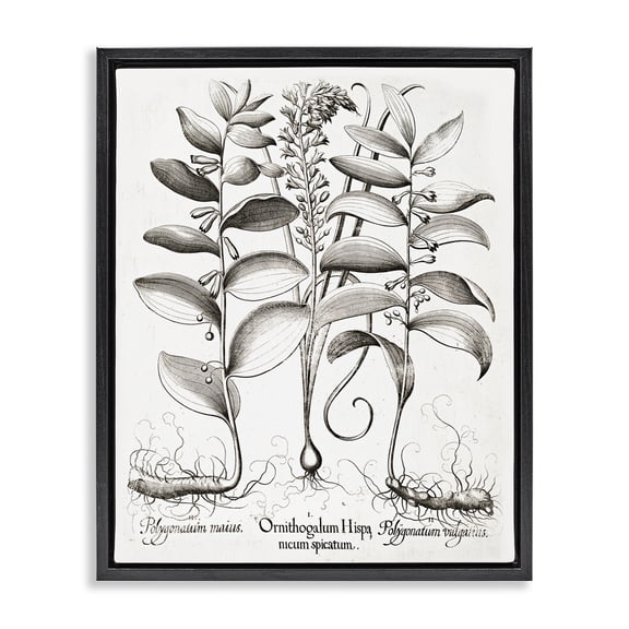 Vintage Botanical Root Study Black Framed Floater Canvas Wall Art, design by Lettered and Lined