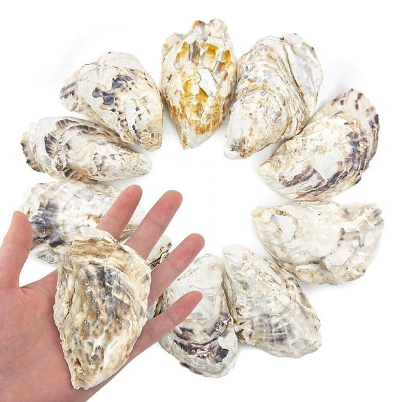 Sinkoo 10 Pcs Coquilles d'Huîtres Concaves 3-4 Po, Coquilles d'Huîtres Moyennes pour Bricolage, Remplissage de Vase de Déco Nautique, Coquilles en Vrac pour Déco Maison, Coquillages de Mer pour Bricolage, Fabrication de Bougies
