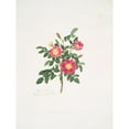thumbnail image 2 of Mary Lawrance 15x18 Black Ornate Wood Framed Double Matted Museum Art Print Titled - Rosa Carolina3 (1799), 2 of 5