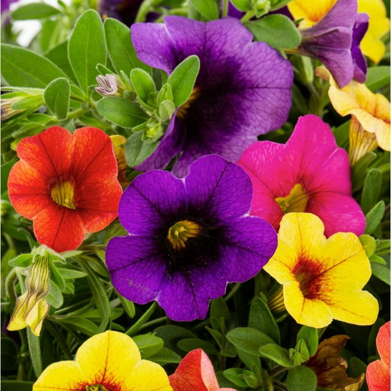 Better Homes & Gardens 3QT Multicolor Calibrachoa Hawaiian