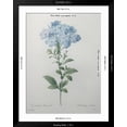 thumbnail image 5 of Art.com Blue Plumbago or Leadwart Art Print by Pierre-Joseph Redoute, Black Frame Wall Art, 32" x 40", 5 of 5