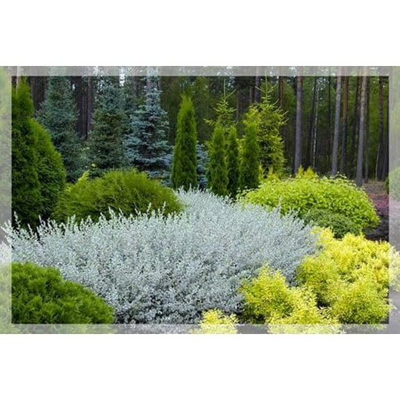 Creeping Silver Willow Bush Cutting to Grow - Low Growing Bush with Stunning Silver Leaves