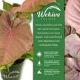thumbnail image 3 of Syngonium Pink Perfection - Live Plant in a 4 Inch Pot - Syngonium Podophyllum 'Pink Perfection' - Stunning Houseplant with Unique Foliage - The Perfect Air Purifying Houseplant Companion, 3 of 5