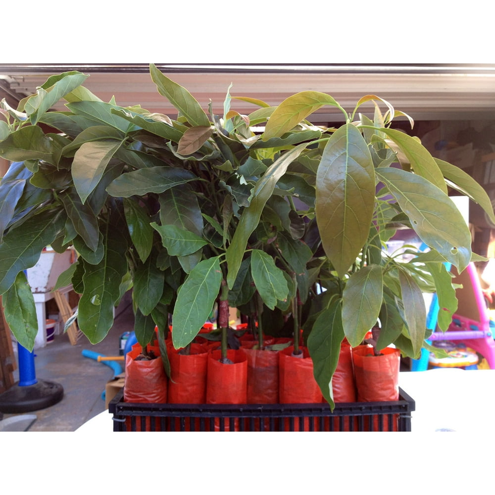 Avocado Tree Hass Avocado Tree Grafted