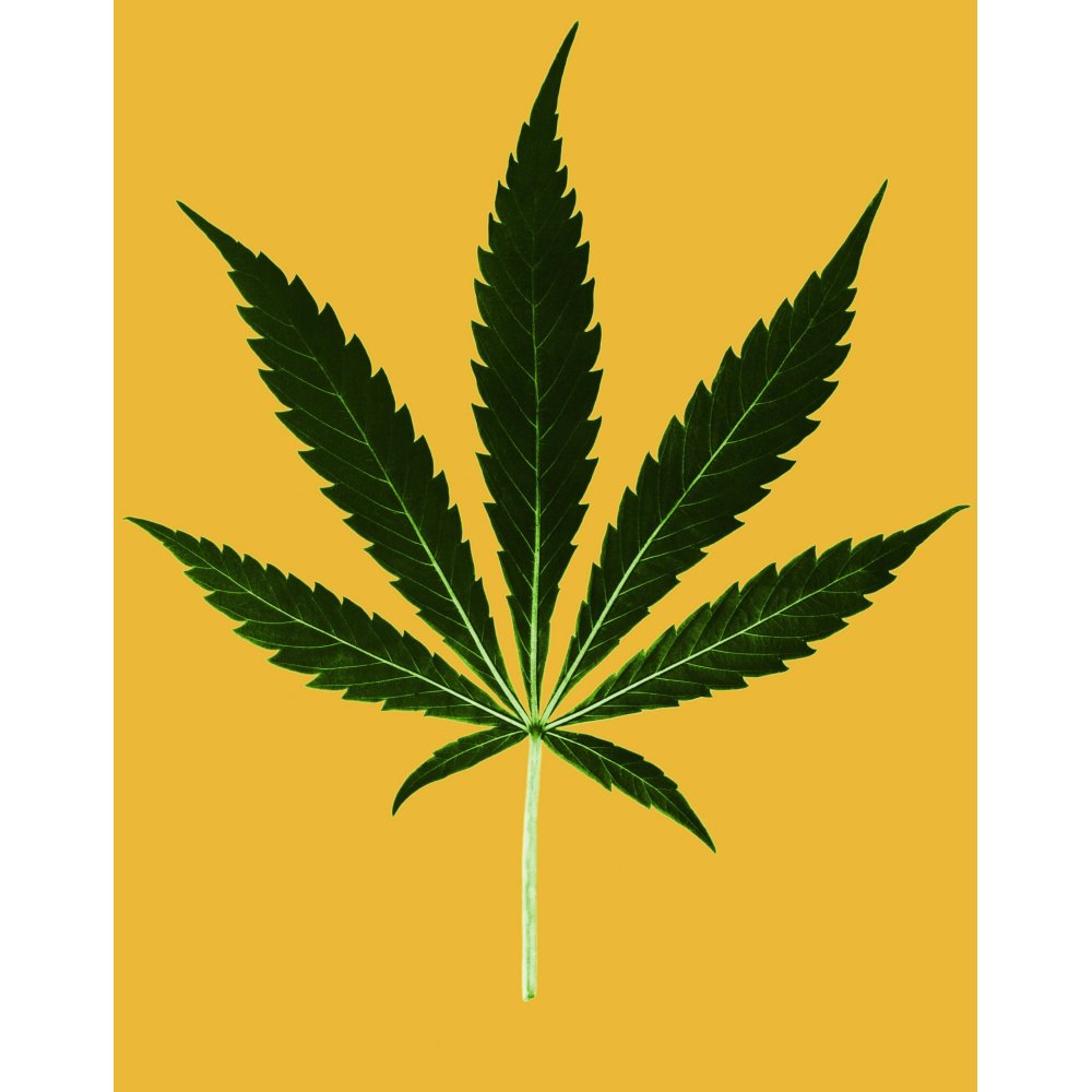 Cannabis sativa Marijuana Leaf Poster Print by Science Source Walmart