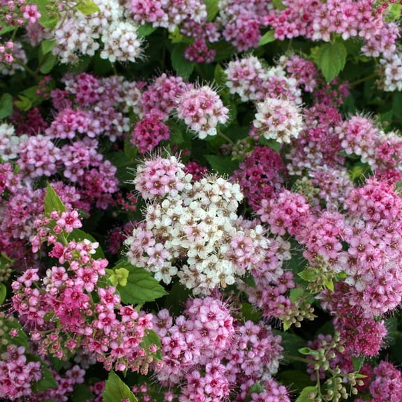 50 Mixed Verbena Seeds