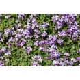 thumbnail image 2 of 500 EVENING ( night ) SCENTED STOCK Matthiola Longipetala Bicornis Flower Seeds, 2 of 9