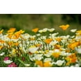 thumbnail image 3 of Ballerina California Poppy Mix - California Poppies, 1000+ Flower Seeds Per Packet Scientific Name Eschscholzia californica, 85% Germination Rates, 99.3% Purity, 3 of 7