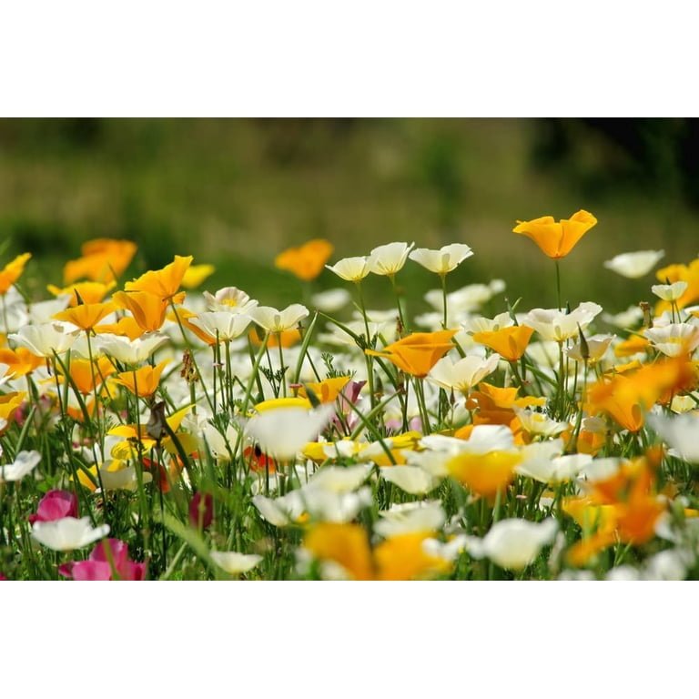 1000 MIXED Colors CALIFORNIA POPPY ballerina / Mission Bells 1000 MIXED Colors CALIFORNIA POPPY ballerina / Mission Bells