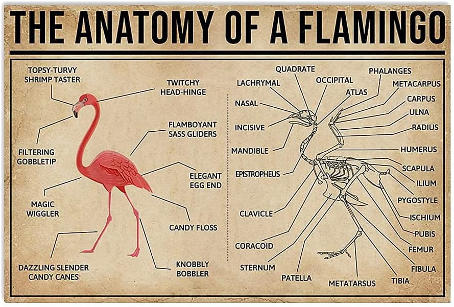 Flamingo Anatomy Posters Popular Science Knowledge Wall Decor Metal Signs  Animal Lovers Home Decor Room Decor Club Printing Plaque 12x16 Inches -  