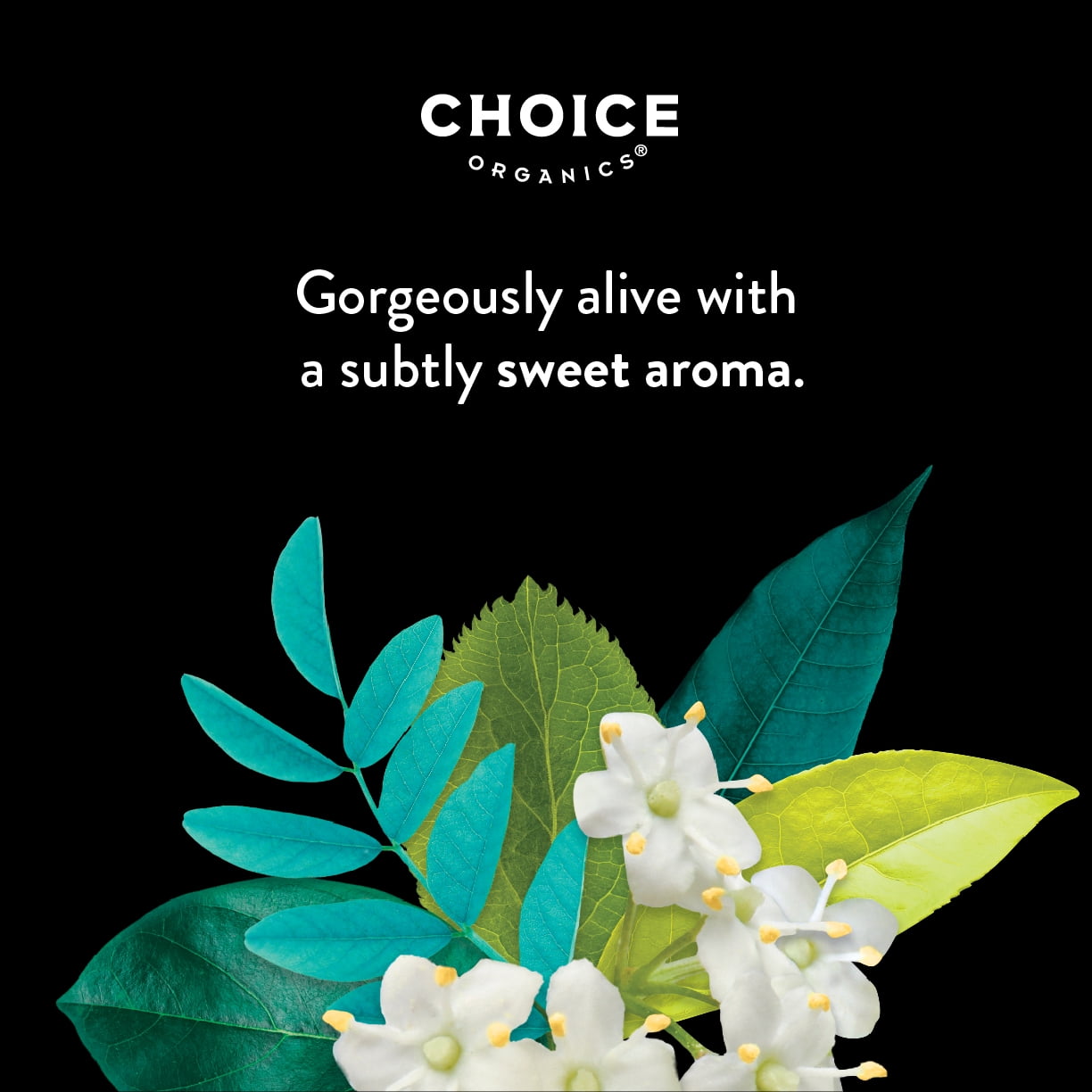 Choice Organics White Elderflower Tea, Contains Caffeine, Green Tea Bags, 6 Boxes of 16