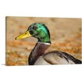 thumbnail image 1 of ARTCANVAS Mallard Home decor Canvas Art Print - Size: 12" x 8" (0.75" Deep), 1 of 9