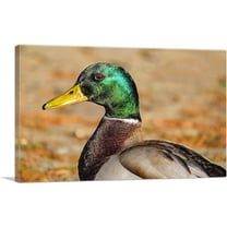 ARTCANVAS Mallard Home decor Canvas Art Print - Size: 12" x 8" (0.75" Deep)
