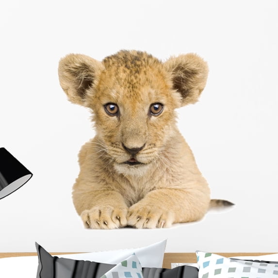 Lion Cub 3 Months Wall Mural by Wallmonkeys Peel and Stick Graphic (24 in H x 24 in W) WM326792