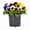 Multicolor Blotch, variant on Expert Gardener 2.5QT Multicolor Pansy Live Annual Plant Sun 3-Pack