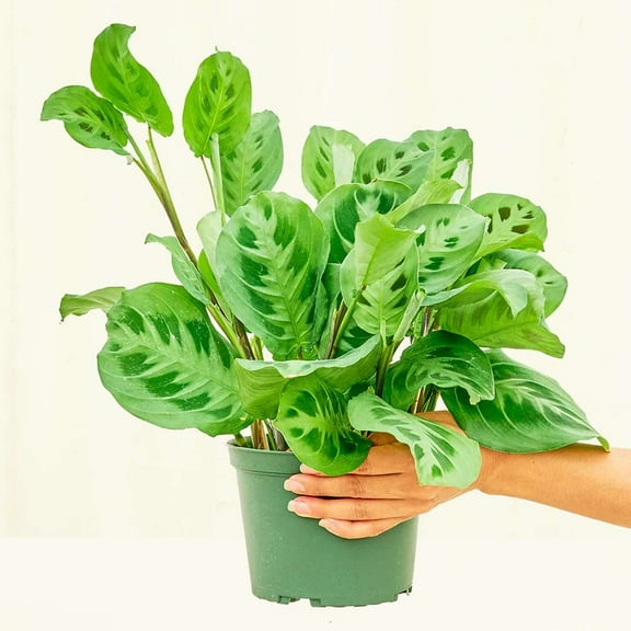 Maranta Variegated Beauty Kim Live Plant for Indoor | Different Houseplants in 4'' & 6'' Pot | Real House Plant for Living Room, Office, Desk & Bathroom | Prayer Leucornea Plant