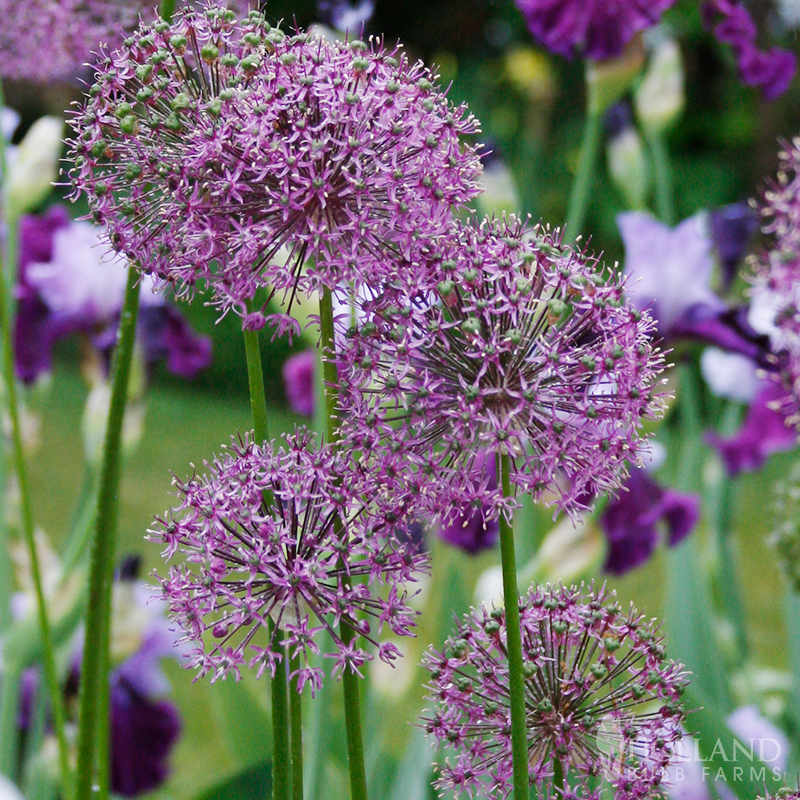 Flowering Onion or Allium Aflatunense
