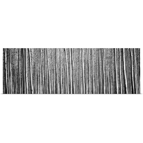 Great BIG Canvas | Rolled Erin Berzel Poster Print entitled Pacific Albus II - Black and White