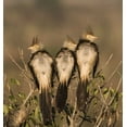 thumbnail image 2 of Williams, Joanne 26x27 Black Ornate Wood Framed with Double Matting Museum Art Print Titled - Brazil Three guira cuckoos on a limb, 2 of 4