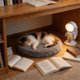 thumbnail image 1 of Almohadón redondo para cama de mascotas, para gatos y perros pequeños, 50 cm de diámetro, material suave de pelusa, lavable, liviano, base antideslizante, uso en interiores., 1 of 6