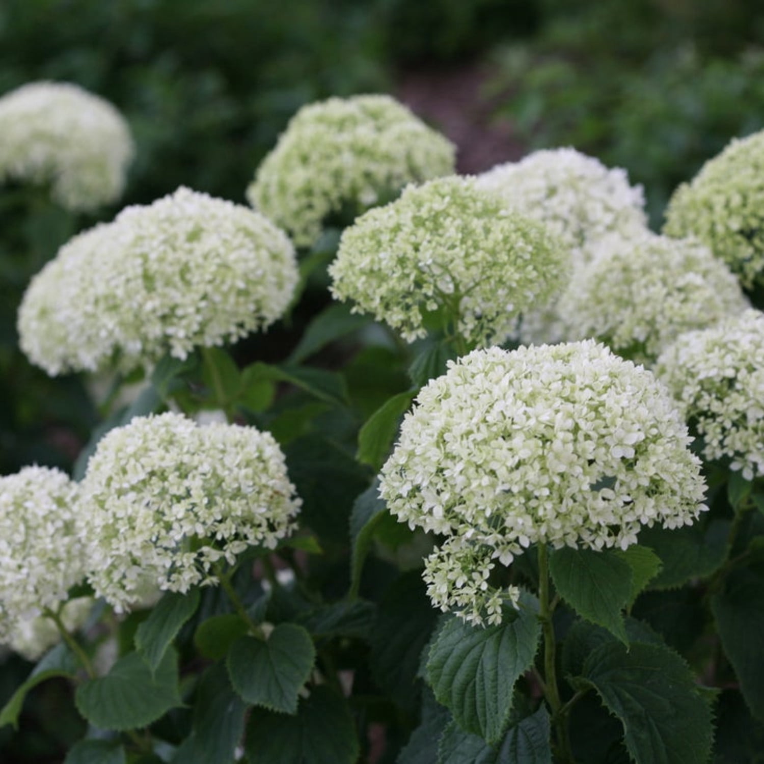 Proven Winners ColorChoice 5" Invincibelle Limetta Smooth Hydrangea Live Plant in 4.5" Pot (4 Count)