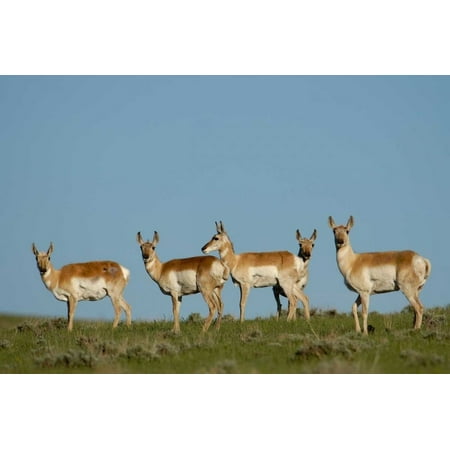 Pronghorn Antelope herd Wyoming Poster Print by Pete Oxford (20 x