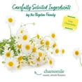 thumbnail image 5 of Bigelow Tea Herbal Tea Caffeine Free Cozy Chamomile 20 Tea Bags Pack of 4, 5 of 7