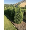 Thuja Arborvitae Green Giant Live Quart Size Trees Evergreen