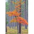 thumbnail image 2 of Day, Richard and Susan 23x32 Black Ornate Wood Framed with Double Matting Museum Art Print Titled - Red Maple tree in pine forest in fall-Alger County-Michigan, 2 of 4