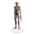 thumbnail image 1 of Modelo de soporte acrílico de Baldur's Gate 3 Game, figuras de Astarion Gale Shadowheart, modelo de Cosplay, decoración de escritorio, colección de fanáticos, regalo, 16CM, 1 of 4