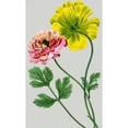 thumbnail image 3 of Vision Studio 16x24 Black Modern Framed Museum Art Print Titled - Vintage Garden Varieties I, 3 of 5